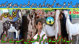 Rab Nawaz goat farm visit gulabi kamori teddy pateri makka chini latest update| 8-Dec-20242|❣️🔥🤠,