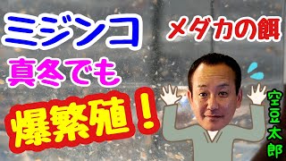 真冬の屋外ミジンコ爆繁殖！