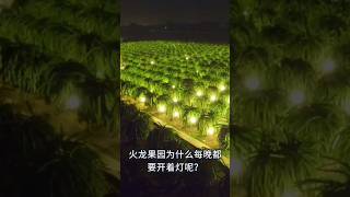 火龙果园为什么每晚都要开着灯呢？#知识视频#知识shorts计划#我是youtube小百科#我是shorts小百科#nitobemanei#知识shorts计划#knowledge#水果#fruit