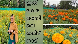 ഇത് നമ്മുടെ മലപ്പുറം തിരുരിലോ? Malappuram tirur