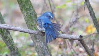 河口湖フィールドセンターのルリビタキ（雄）の羽繕い　その１（4K60P動画）