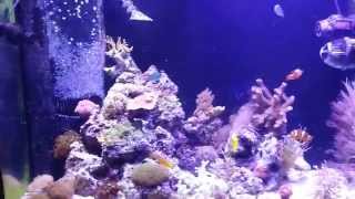 Final Video of Reef Tank