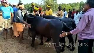 Kambala karkala mukesha