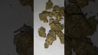 1st Look Pure Sunfarms Donny Burger #420 #review #medicalcannabis #uk