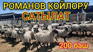 3-4 козу туар РОМАНОВ КОЙЛОРУ САТЫЛАТ  |  200 баш келди  |  ТӨЛДҮҮ болот