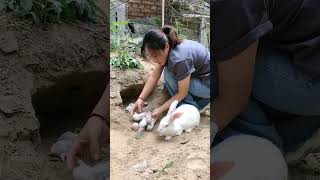 万惠兔业《合作养兔》的精彩视频 #肉兔养殖 #pets #兔子