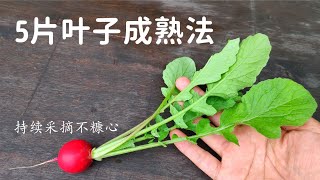 How to grow cherry radishes easily？