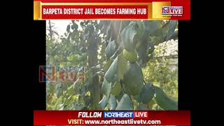 Barpeta District Jail in Assam Turns Into Thriving Farming Hub with Inmates Cultivating Crops