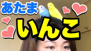 セキセイインコかわいい手乗り達♪多頭(複数)飼いオパーリンとルチノーTame Budgies/Pet parakeet