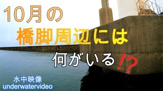 【水中映像】酒田北港　水路　北端風車から2基目　2020.10.4　(アジ、 サビキ　クロダイ　家族で　釣り場)　underwater videography