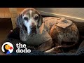 Trembling 12-Year-Old Rescue Dog Slowly Becomes A Puppy Again | The Dodo