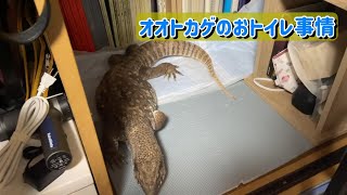 部屋暮らしオオトカゲのおトイレ事情【サバンナモニター】Varanus exanthematicus