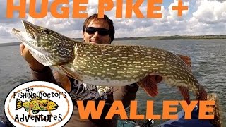 Monster Alberta Northern Pike Whitefish Lake