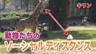 キリンの赤ちゃん サバンナの動物たちと仲良くなろう！