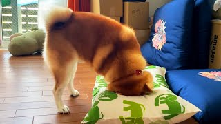 Shibe Drill begins ruthlessly drilling into the brand new pillow.