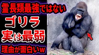 【ゆっくり解説】実は最弱！？霊長類最強と言われたゴリラが最弱な理由がおもしろすぎるw ゴリラの弱すぎる生態と天敵とは？絶滅の危機！？