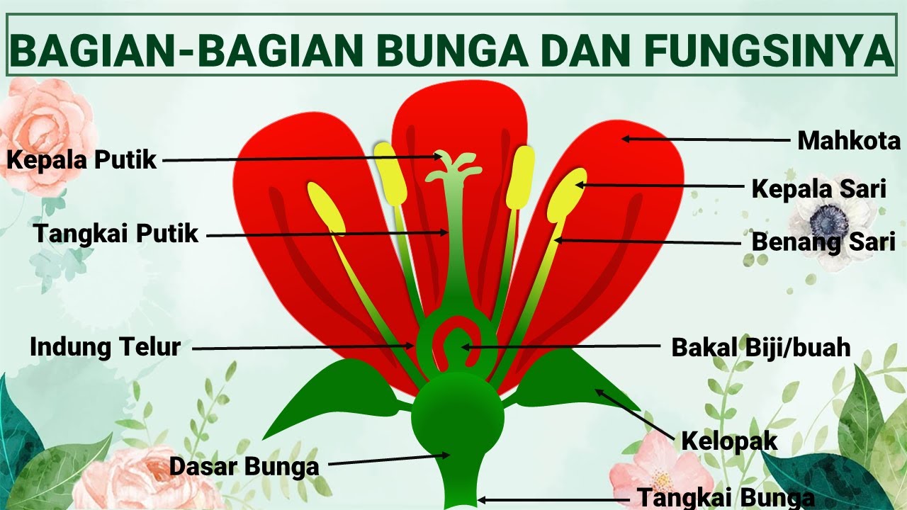 BAGIAN BAGIAN BUNGA DAN FUNGSINYA - YouTube