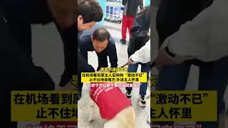 导盲犬退役回家，在机场看到原主人后狗狗激动不已，网友:它终于可以卸下重任当回宝宝了 #导盲犬 #暖心