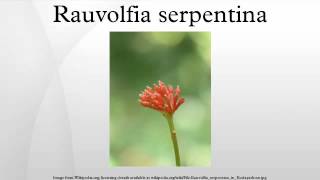 Rauvolfia serpentina