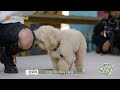 白举纲讲述与大众的初相识 《去野吧！毛孩子》be wild pets！ep8丨mangotv