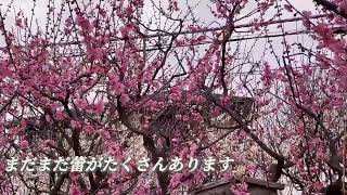 神戸市須磨区　天神さんで梅の花見！