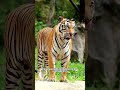 NEGARA PALING BANYAK HARIMAU