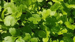 FRESH CORIANDER | CORIANDER FARMING | CORIANDER FIELD | FARMING SECRET