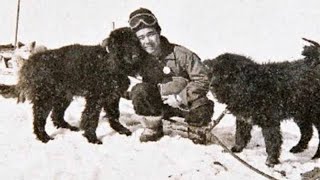 #南極大陸　【占い】南極大陸でタロとジロに再開している時、行方不明になった犬達は南極で生き延びていたのか占ってみました