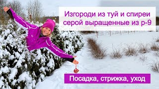 Всё про живые изгороди из хвойных и лиственных кустарников. Личный опыт после 7 лет выращивания