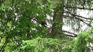 Barred Owl Eating Snake at Kigi Nursery