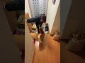 柴犬福 姉と柴犬の２日ぶりの再会🤣sister and shiba🤣 shorts 姉と柴 funny funnydog dogshorts shiba comedy 시바견