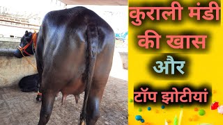 कुराली भैंस बाज़ार 20.4.2023. कुराली मंडी की सबसे खास और टाॅप झोटीयां. Buffaloes. jbs dairy farming.