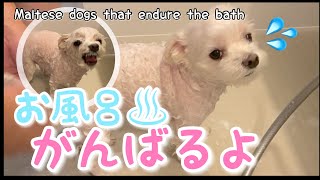 お風呂を完全拒否する犬をお風呂場へ強制連行した結果…【マルチーズ】Maltese dogs that endure the bath