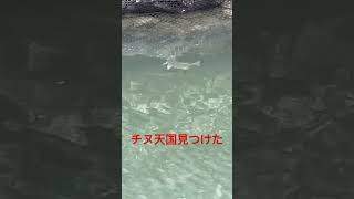 沖縄の水路でチヌ天国見つけた