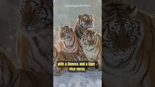 Tiger urine smells like buttered popcorn
