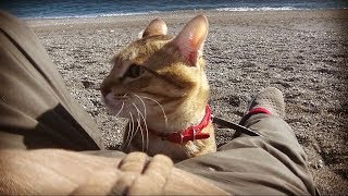 「かわいい猫」生まれて初めて海を見た室内飼いの猫の反応がこちら