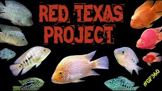 Red Texas Cichlid Collection #9