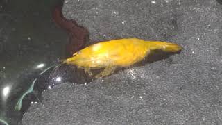 How to save the eggs from a dead shrimp so they can hatch
