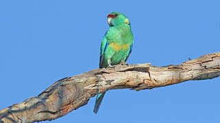 Ringneck parrot