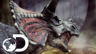 The Toughest Of All Dinosaurs: The Triceratops | Clash Of The Dinosaurs