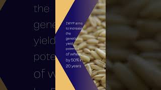 IWYP: raising wheat yield by 50%