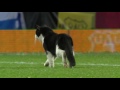 cat invades pitch during everton v dag u0026 red emirates fa cup r3 snapshots