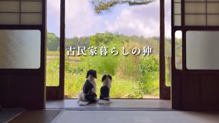 田舎暮らしの狆 晴れても雨でも日々是好日。【日本犬チン】