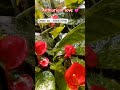 imported rare variety anthurium plant online shopping anthurium plants flowers garden trending