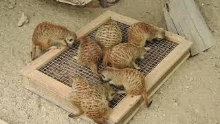 餌を獲って食べるミーアキャット1 Meerkat to feeding time 2020 0703