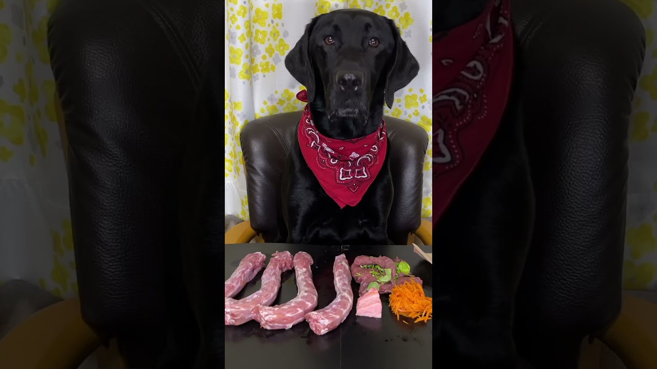 Asmr Dog рџґ Raw Feeding Dogs Asmr Shorts Youtube