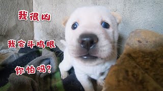 田园犬独生崽看家，看到人就拼命吠还翻斗鸡眼，被我搓一顿老实了