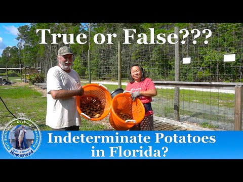 The sad truth about indefinite potatoes in Florida