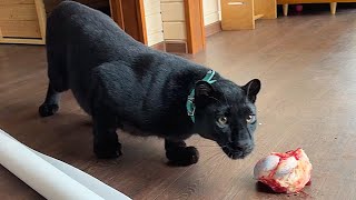 Someone broke into the house of Luna the panther 😱(ENG SUB)