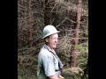 the greatest tree felling dominoes ever